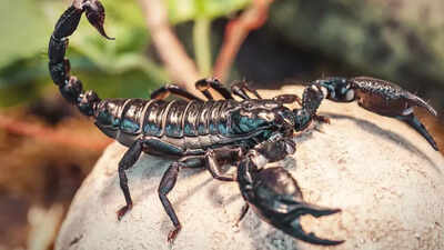 Scorpion venom offers new hope for breast cancer patients: Study |